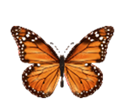 Mariposa